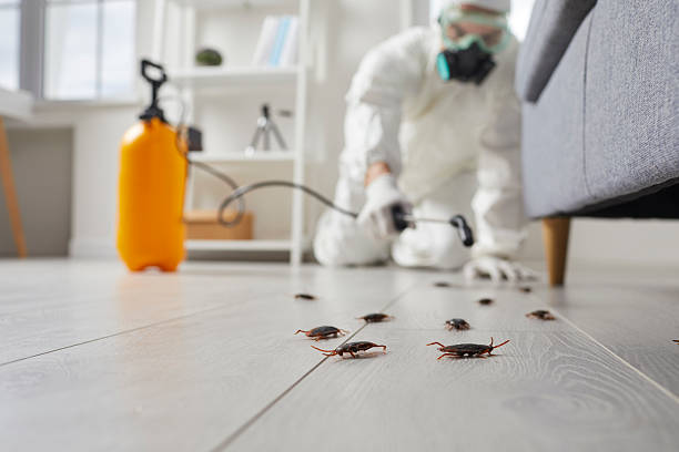 Commercial Kitchen Cockroach Control in Menahga